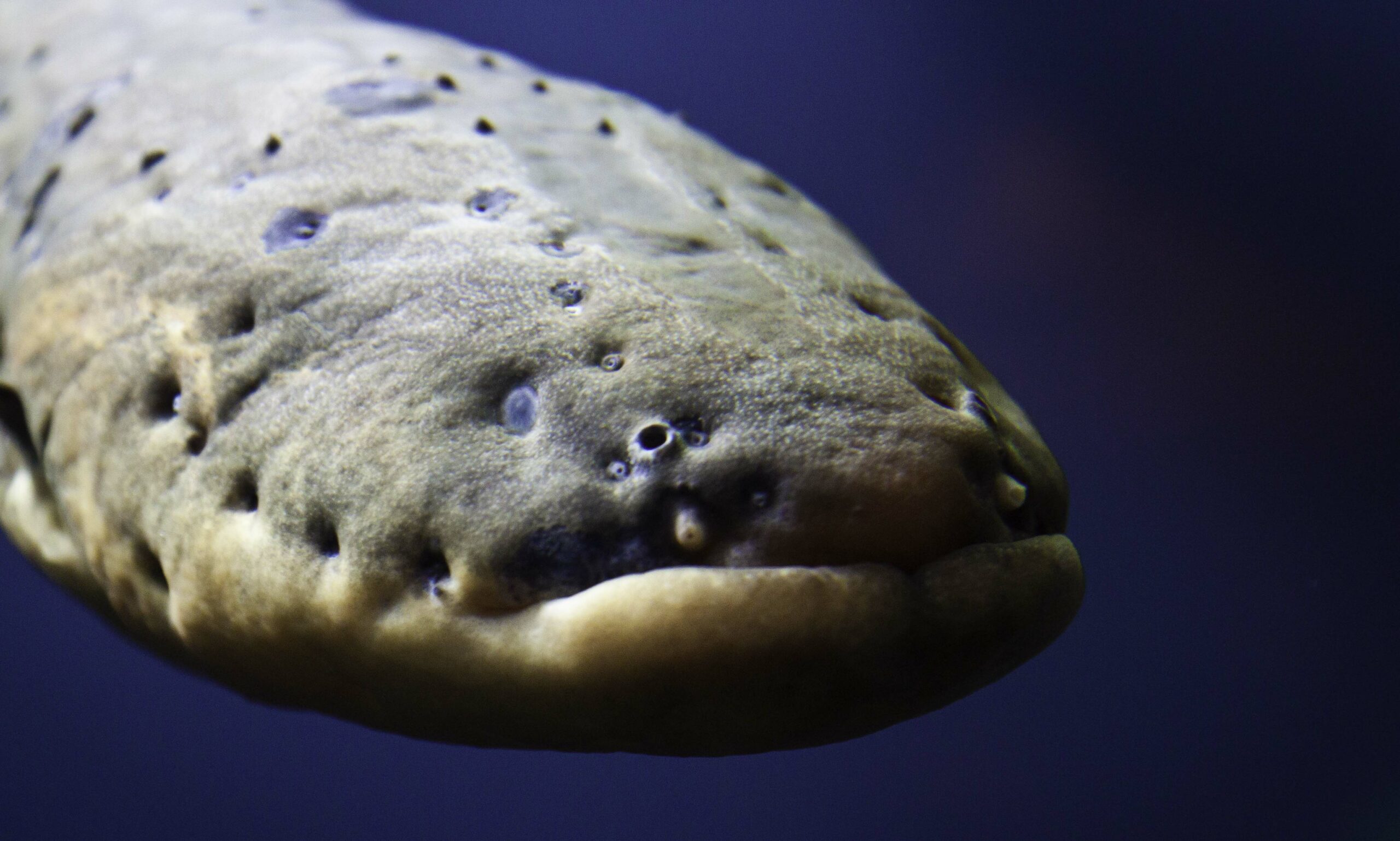 Electric Eels Hunt By Tracking Electrical Currents In Their Prey