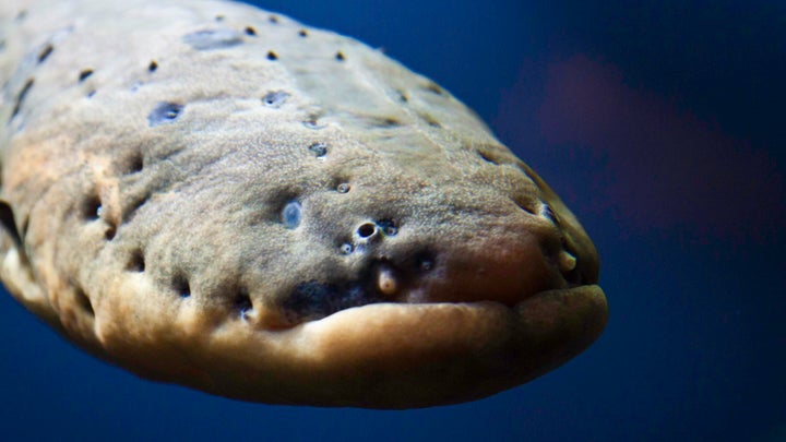Electric Eels Hunt By Tracking Electrical Currents In Their Prey