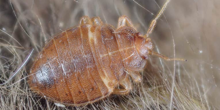 Bed Bugs May Be Splitting Into New Species