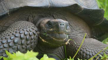 Discovered: A Brand-New Species of Giant Galapagos Tortoise