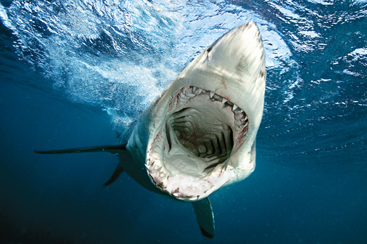 Great White Sharks Text Their Whereabouts, For Science and Swimmer Safety
