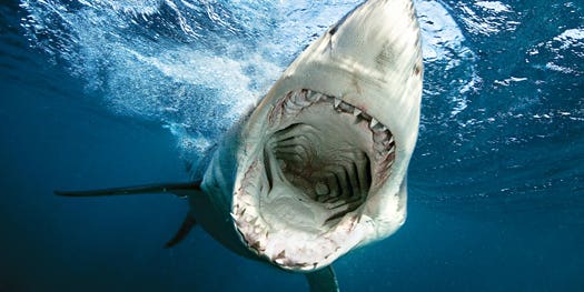 Great White Sharks Text Their Whereabouts, For Science and Swimmer Safety