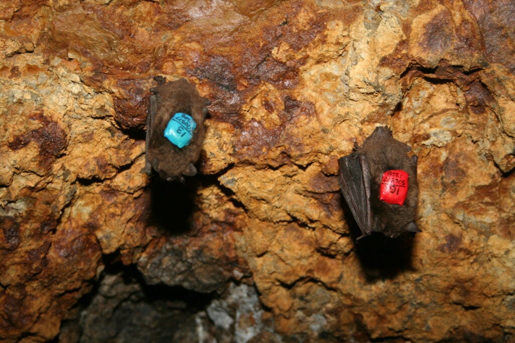 These little brown bats are outfitted with M&amp;M-sized; data loggers that track their body temperature. Bats with white-nose syndrome wake up frequently when they should be in torpor; this burns fat reserves and leads to their death.