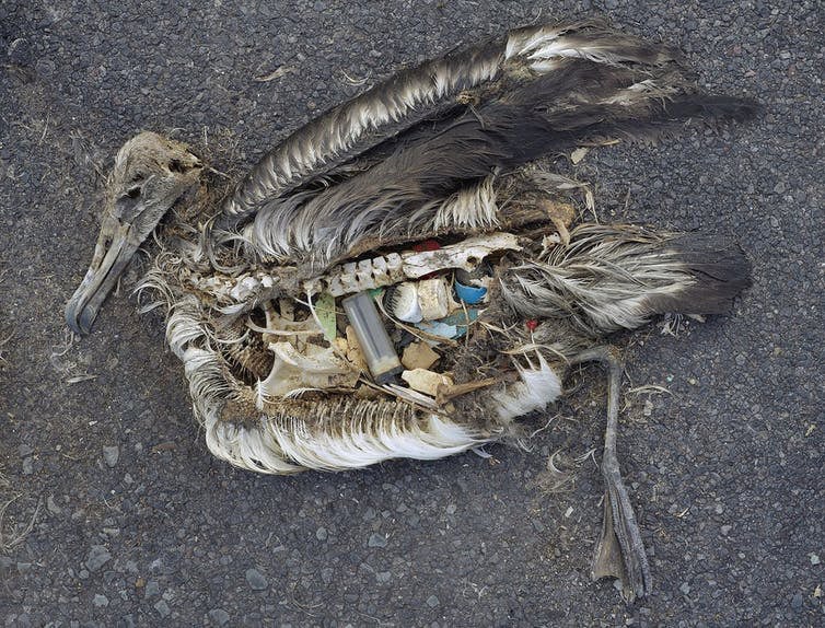 Dead Albatross with plastic