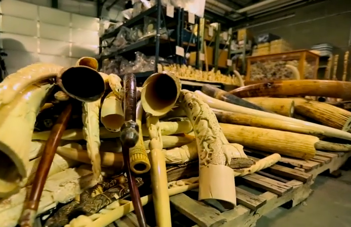 For The First Time, China Crushes Tons Of Ivory Into Dust