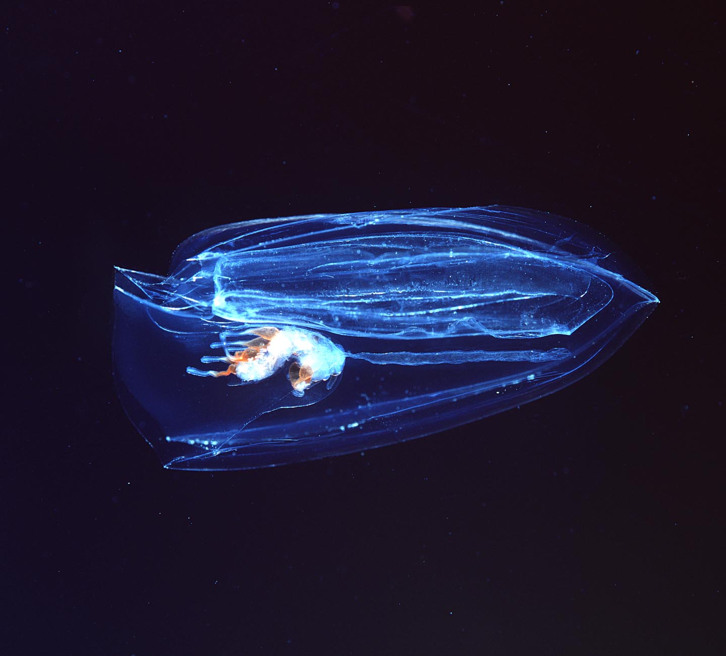 Suck it, sponges: Marine jellies were the first animals to evolve