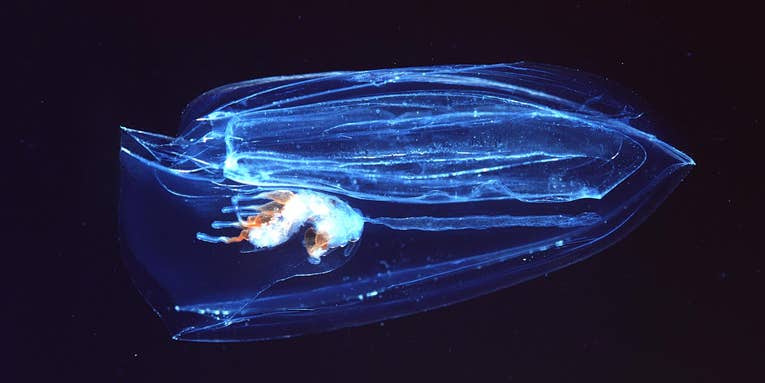Suck it, sponges: Marine jellies were the first animals to evolve