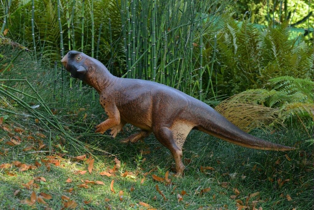 3D Model Of Psittacosaurus