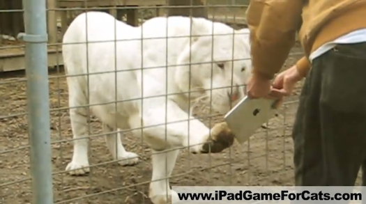 Video: Lions, Tigers, Servals, and Other Wild Felines Playing With an iPad
