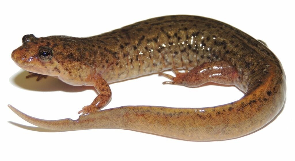 Northern dusky salamander