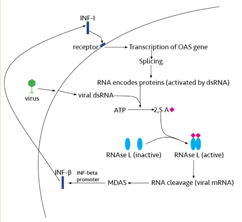 The OAS/RNase L pathway