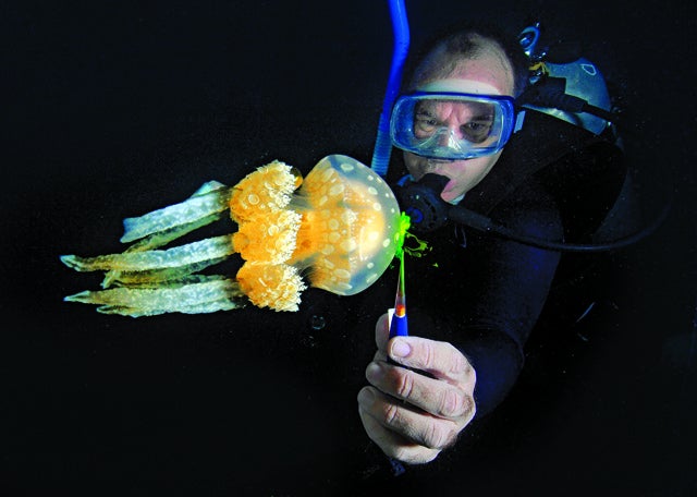 The jellyfish absorbs dye released in front of it, which makes its movements easier to see.