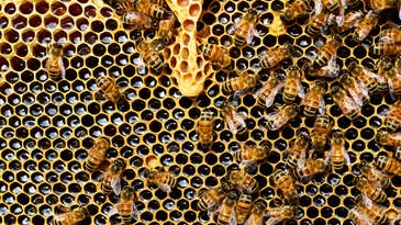 Weedkiller weakens bees by messing with their microbiomes