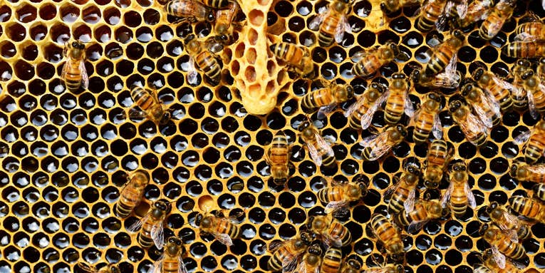 Weedkiller weakens bees by messing with their microbiomes