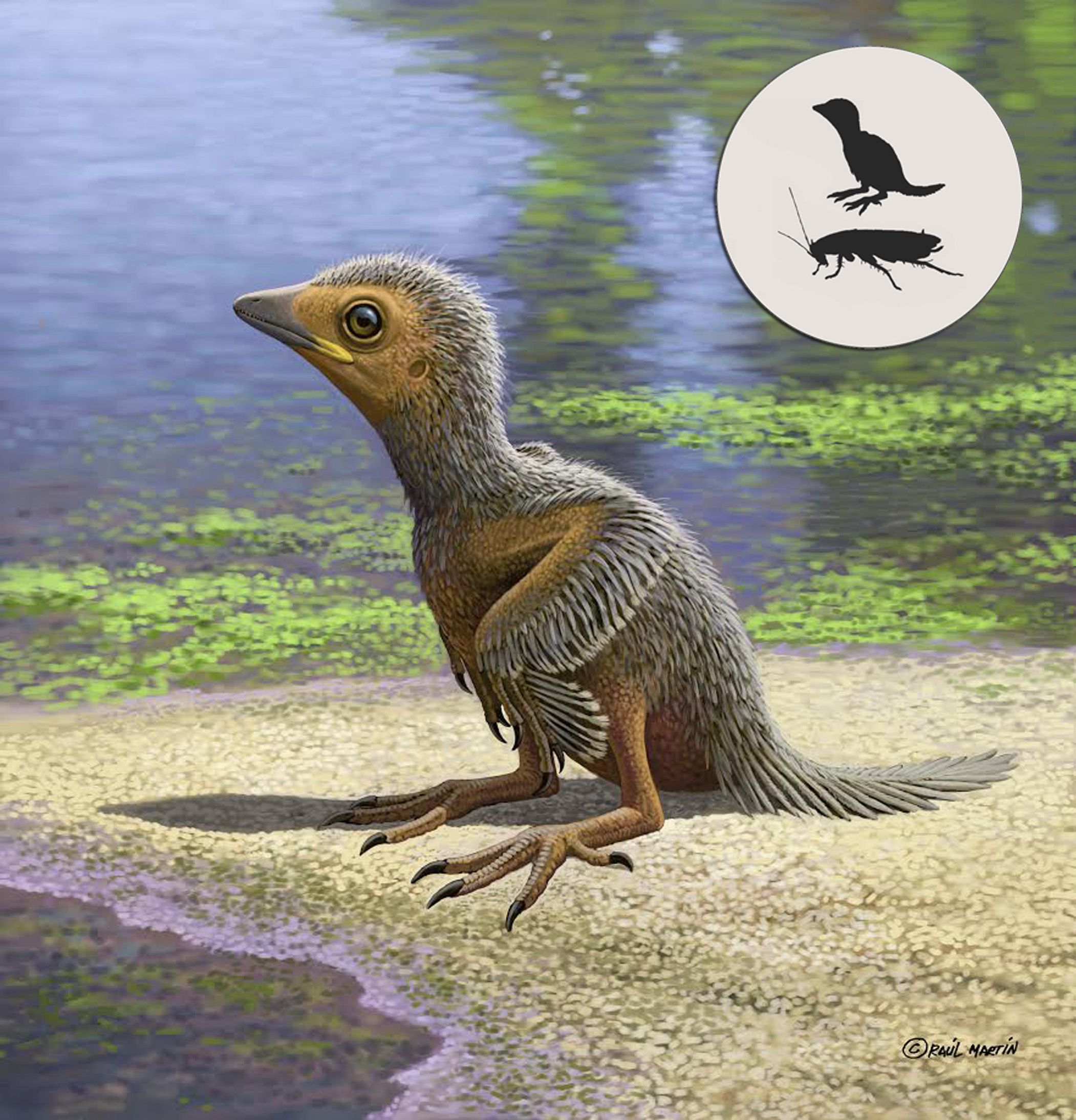 This little baby bird lived 127 million years ago and died the size of your pinky