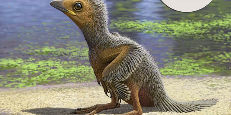 This little baby bird lived 127 million years ago and died the size of your pinky