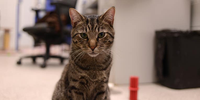 Therapy Cats Are Too Cute To Ban From Hospitals [Gallery]