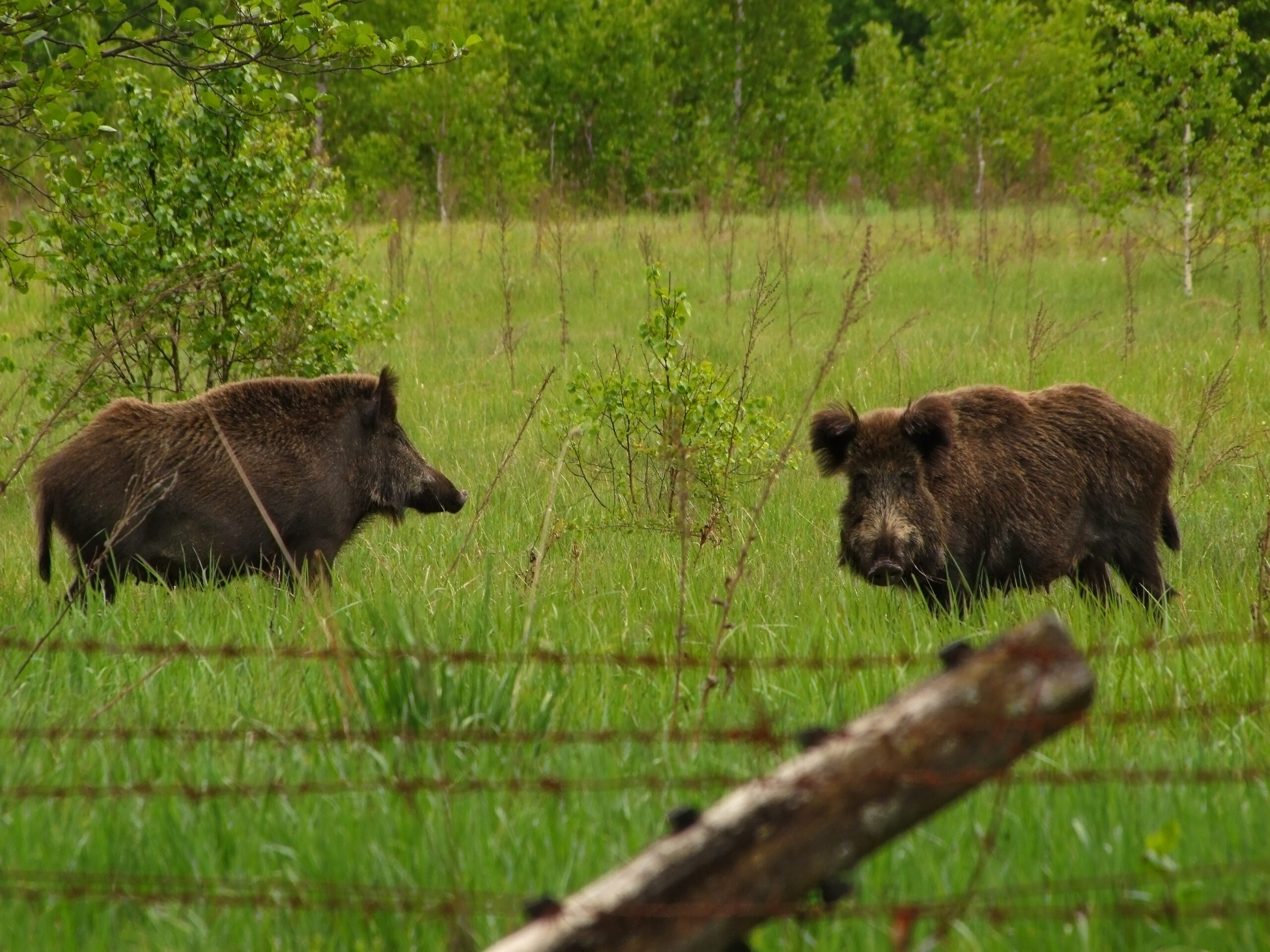 The Evacuated Chernobyl Is Now Teeming With Wildlife