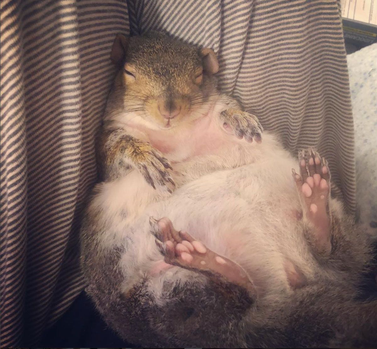How a pair of wildlife rescuers ended up with a chubby pet squirrel named Thumbelina