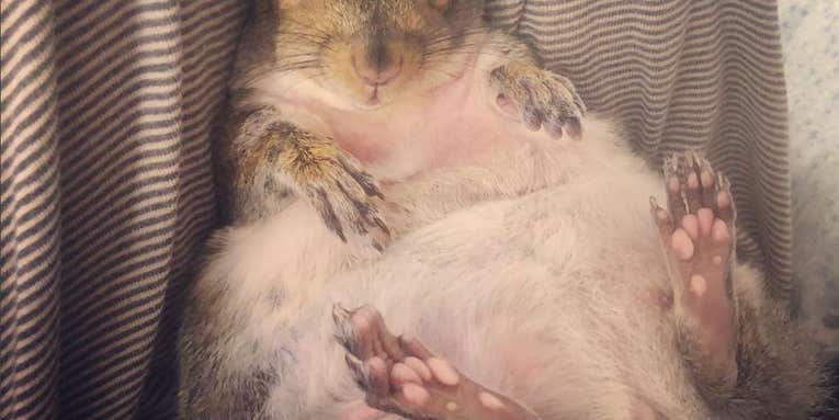 How a pair of wildlife rescuers ended up with a chubby pet squirrel named Thumbelina