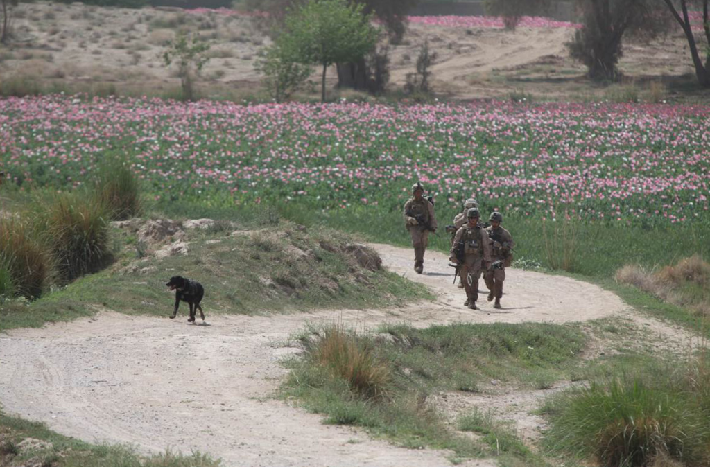Marines patrol Afghanistan poppy fields with a dog
