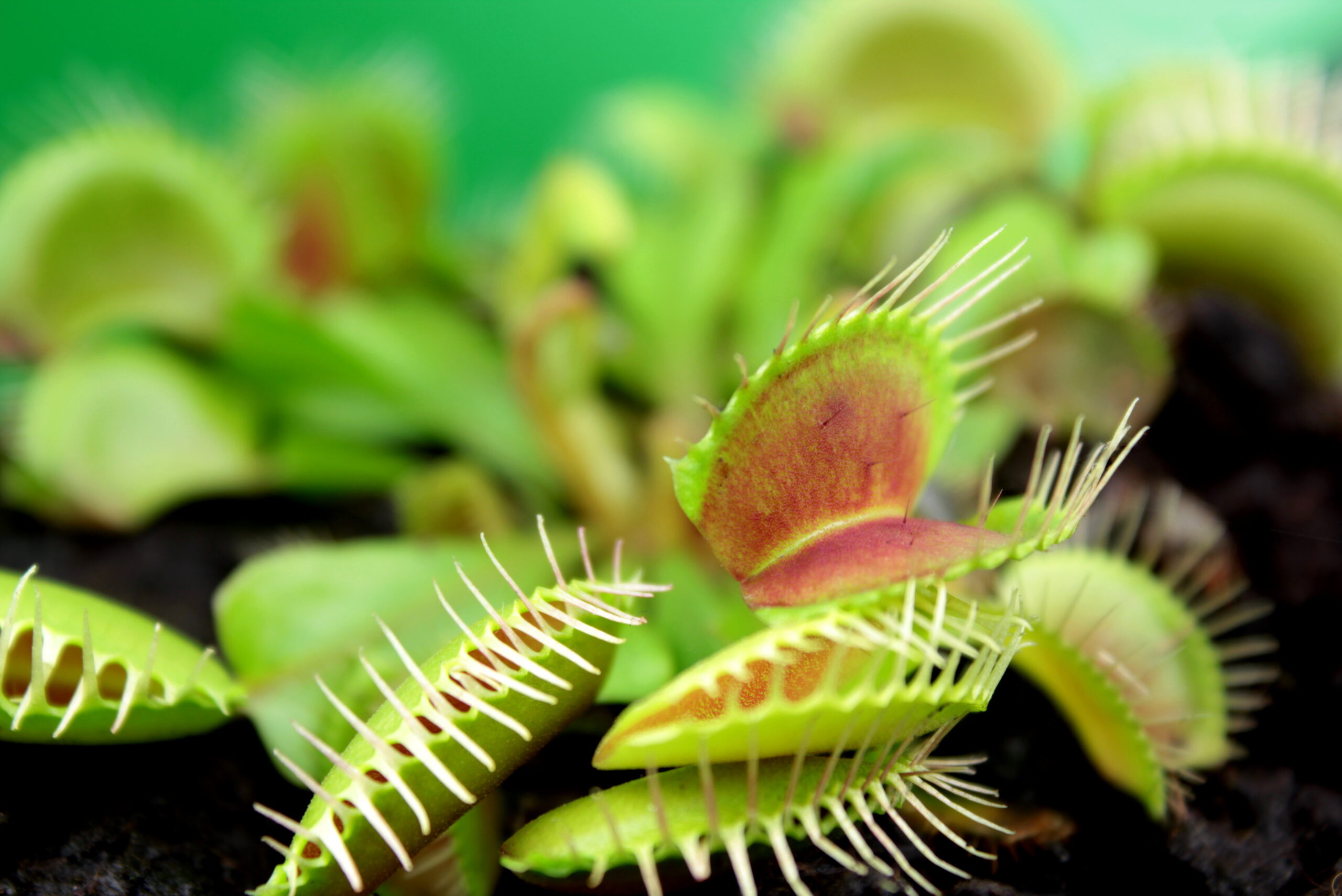 Venus flytraps know not to eat the insects that pollinate them