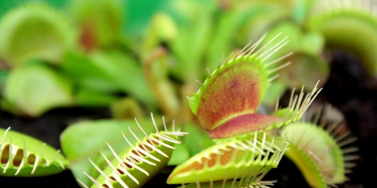 Venus flytraps know not to eat the insects that pollinate them