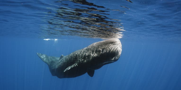 Space weather may be killing sperm whales