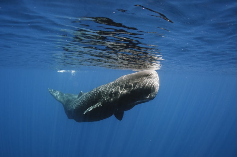 Whales photo
