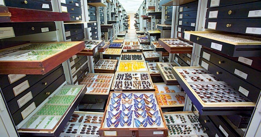 A presentation of entomology specimens arranged within one aisle of the Entomology Department compactor collection cabinets.  Designed to illustrate the size and scope of the Entomology collection.  