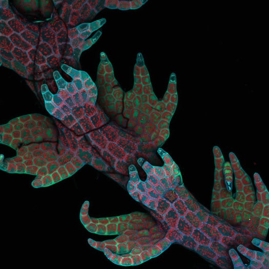 <strong>4th Place</strong> Dr. Robin Young of the University of British Columbia in Vancouver, British Columbia, Canada shot this photo of intrinsic fluorescence in <em>Lepidozia reptans</em> (liverwort) in 20X. It was a live mount, using confocal microscopy.