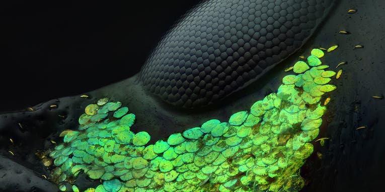 These are 2018’s winners of Nikon’s Small World Photography contest