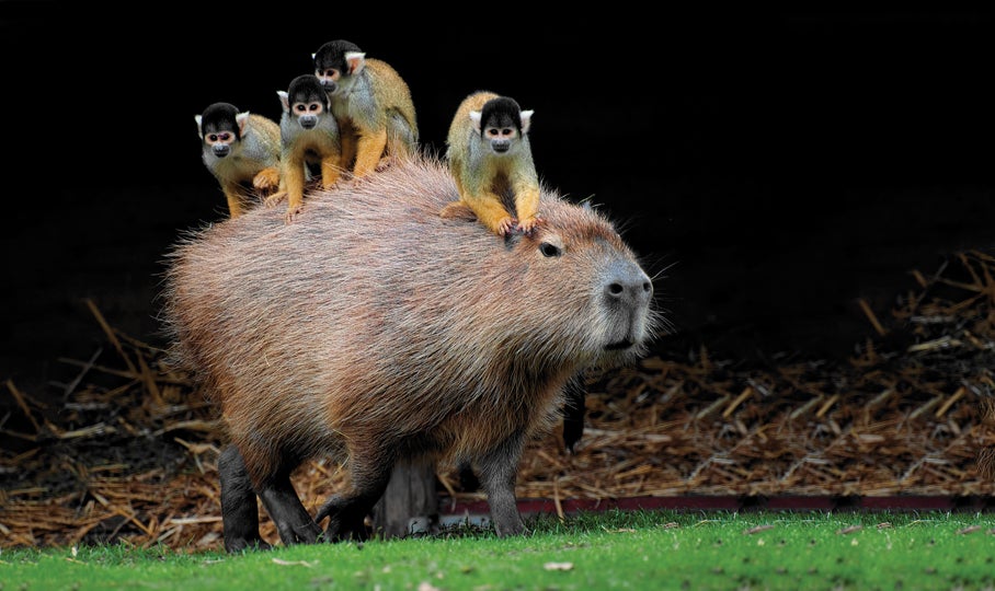 Squirrel monkey and capybara