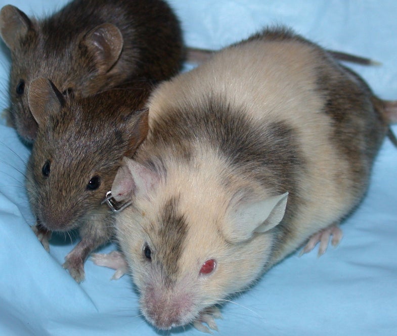 A chimeric lab mouse with her pups. These were not the mice used in the study below.