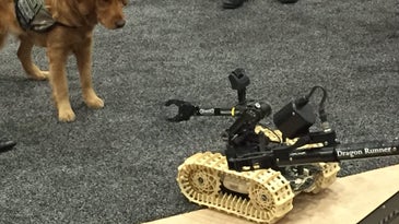 Service Dog And Dragon Runner Robot