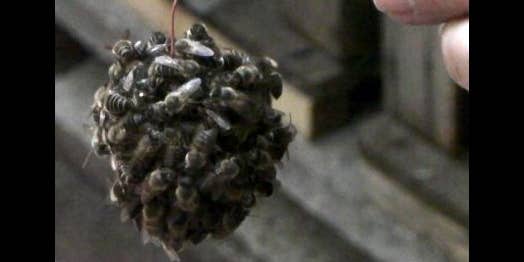 Video: To Kill Predators, Japanese Honeybees Surround Them in a ‘Hot Defensive Bee Ball’