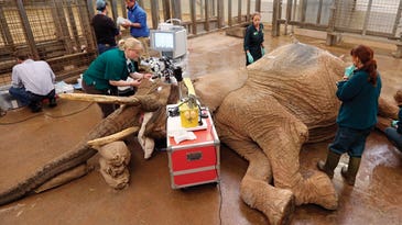 African Elephant’s Cataract Operation Is The Biggest Eye Surgery Ever