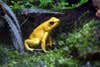 another golden poison dart frog