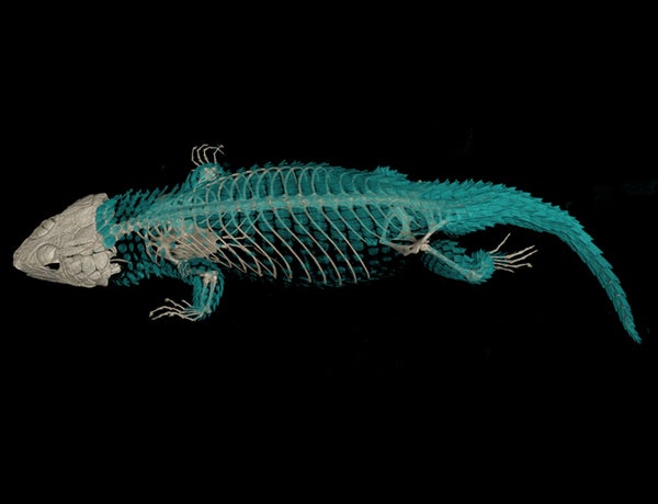 This is the first time a (non-extinct) lizard has even been examined with a CT scan, which kind of surprises us: if we had access to a CT scanner, you had better believe we'd be scanning literally everything we could find. Read more about this lizard and its peculiar scales <a href="http://www.newscientist.com/blogs/shortsharpscience/2012/05/new-armoured-lizard-is-first-t.html">here</a>.