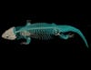 This is the first time a (non-extinct) lizard has even been examined with a CT scan, which kind of surprises us: if we had access to a CT scanner, you had better believe we'd be scanning literally everything we could find. Read more about this lizard and its peculiar scales <a href="http://www.newscientist.com/blogs/shortsharpscience/2012/05/new-armoured-lizard-is-first-t.html">here</a>.