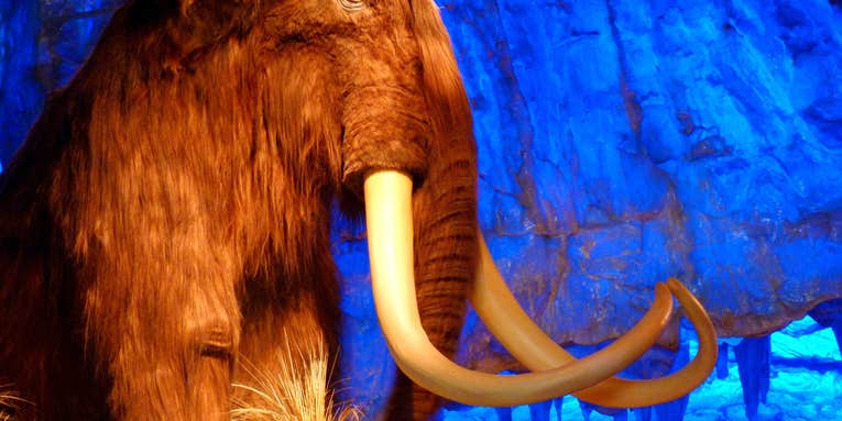 No, the woolly mammoth won’t actually be resurrected by 2019