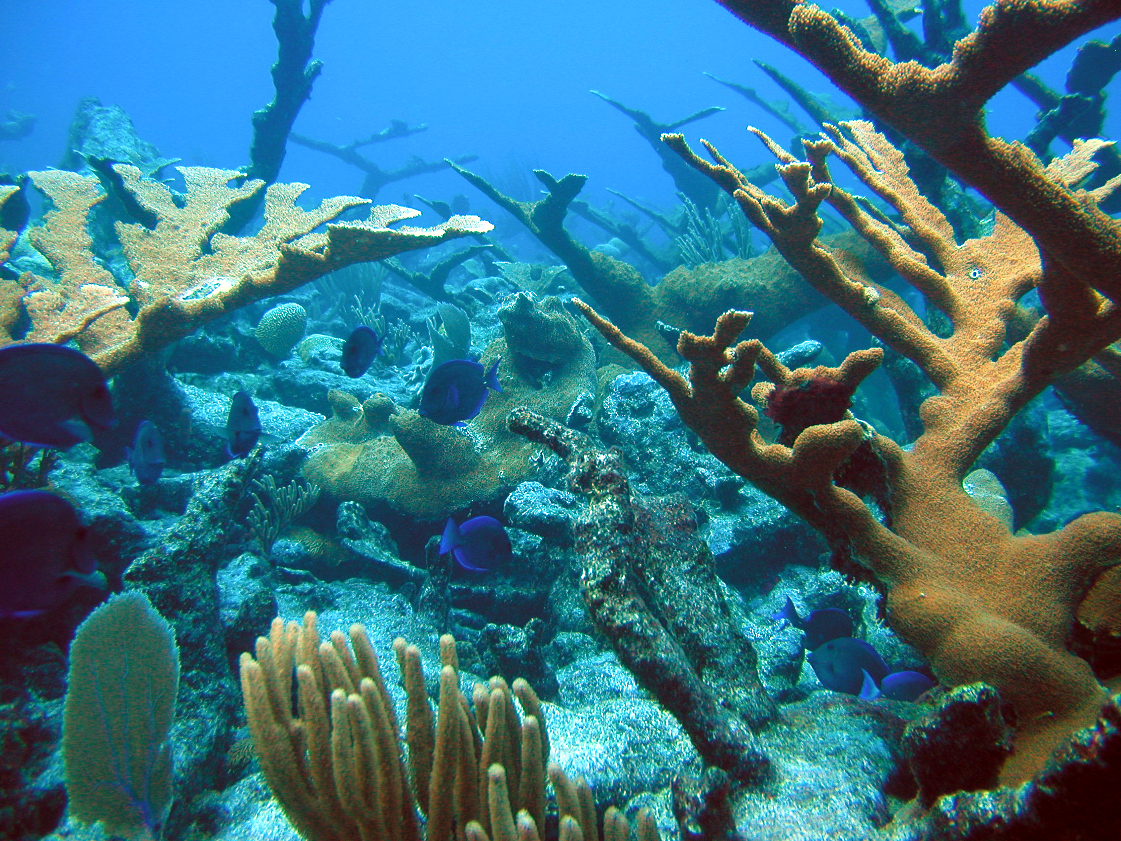 The Sounds Of Living Coral Reefs Are Breathtaking And Important