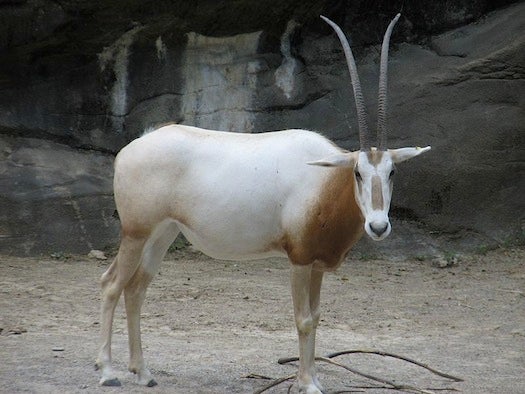 Scimitar-Horned Oryxes
