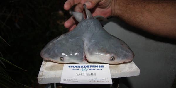 This Shark Has Two Heads