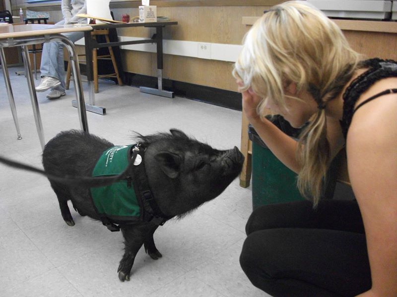 This miniature Vietnamese pot-bellied pig helps kids with autism improve their social skills.