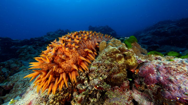 orange spiky sea cucumber in the water