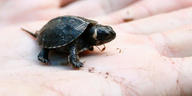 How To Save America’s Rarest Turtle: Lower Our Expectations