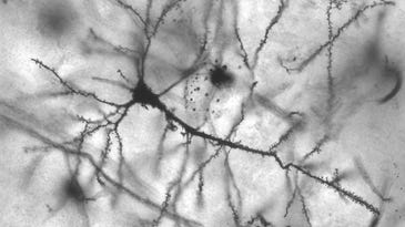 Branch-Like Dendrites Function As Mini-Computers In The Brain