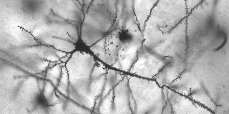Branch-Like Dendrites Function As Mini-Computers In The Brain