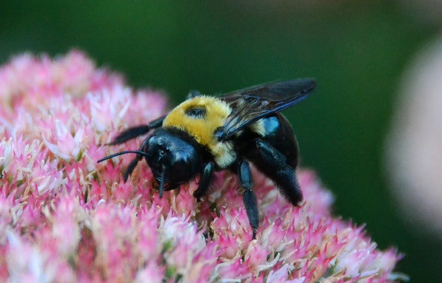 Bees photo